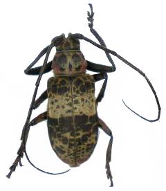 Ceroplesis adusta