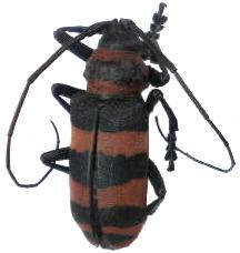Ceroplesis calabarica