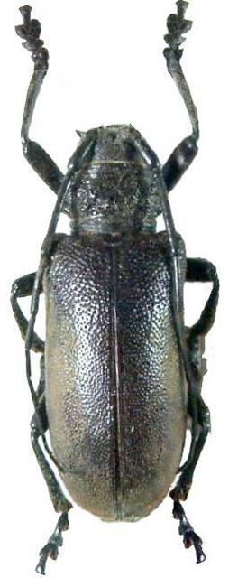 Ceroplesis ferrugator