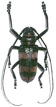 Ceroplesis harrisoni