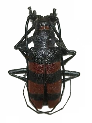 Ceroplesis harrisoni