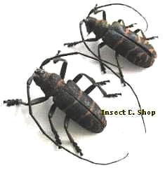 Ceroplesis poggei  malepicta