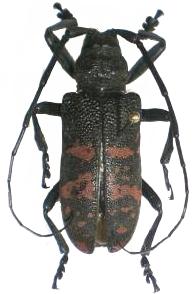 Ceroplesis militaris militaris