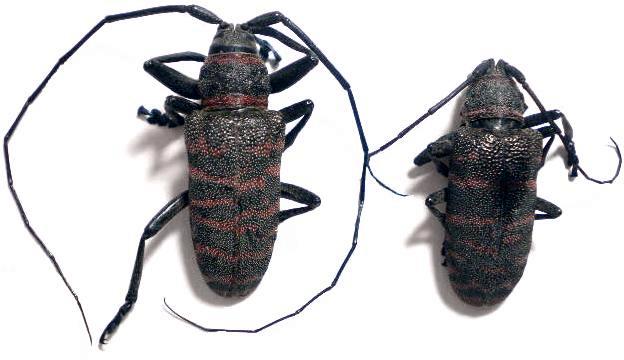 Ceroplesis poggei poggei