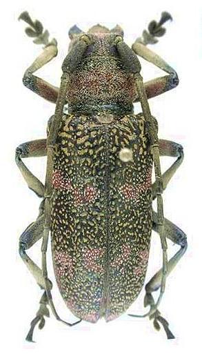 Ceroplesis revoili pauli