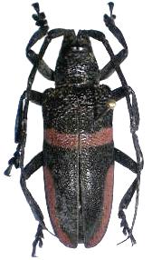 Ceroplesis semitrabeata