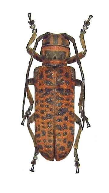 Cochliopalpus suturalis