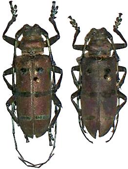 Thysia wallichii tonkinensis