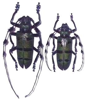 Thysia wallichii tricincta