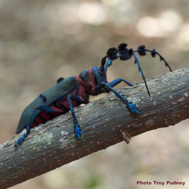Thysia wallichii wallichii