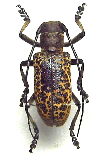 Paranaleptes reticulata