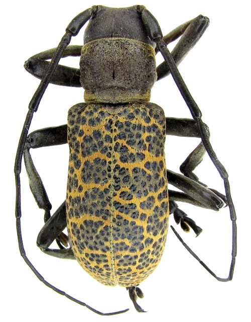 Paranaleptes reticulata