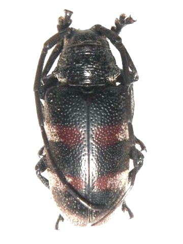 Pycnopsis brachyptera