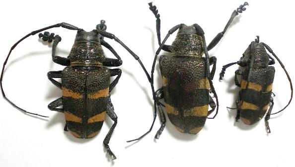 Pycnopsis brachyptera