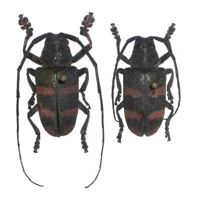 Pycnopsis brachyptera