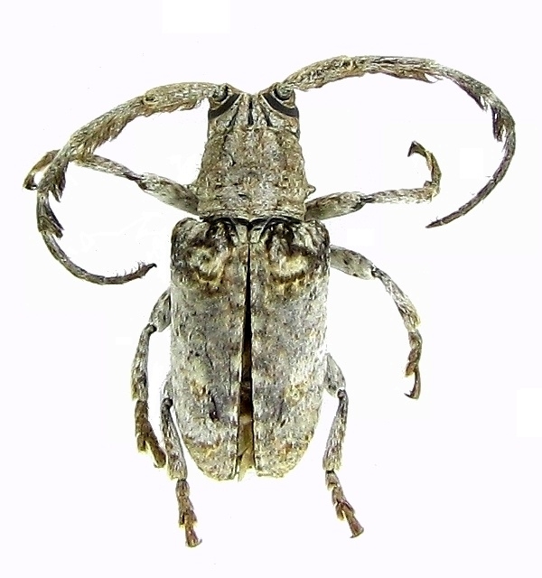 Crossotus plumicornis  Crossotus plumicornis