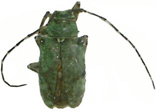 Frea (Frea) mniszechi