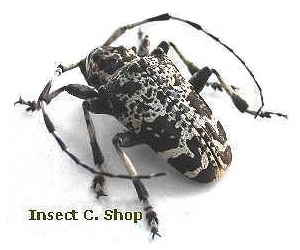 Leucographus variegatus