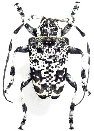 Leucographus variegatus