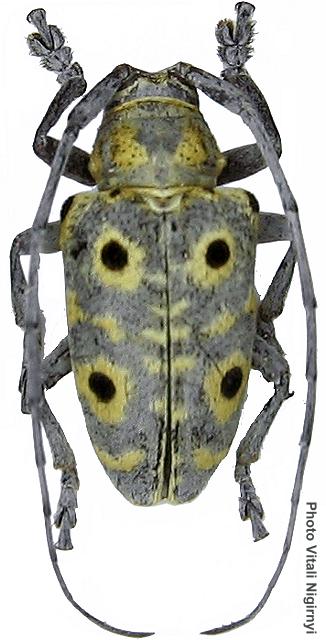 Megalofrea humeralis