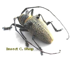 Megalofrea bioculata