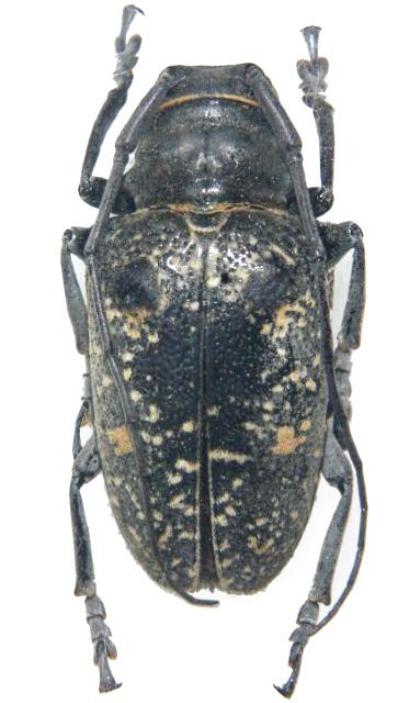 Megalofrea bioculata