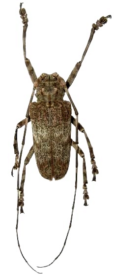 Moechotypa formosana