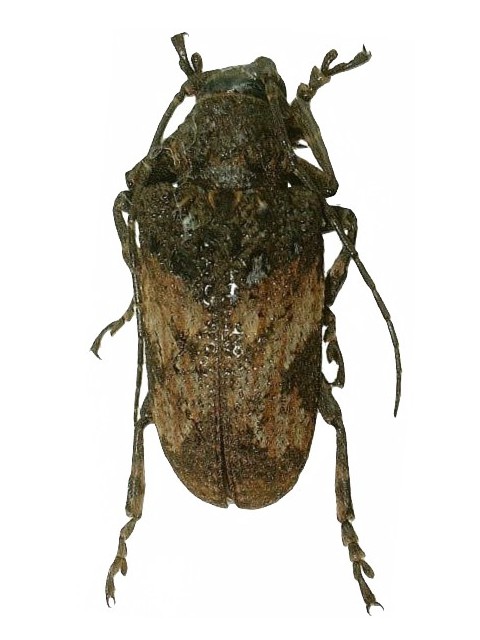 Moechotypa asiatica 