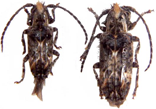 Desmiphora hirticollis