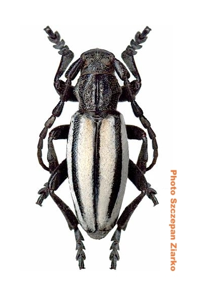 Dorcadion (Iberodorcadion) almarzense