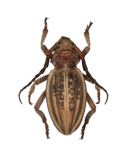 Dorcadion (Cribridorcadion) brunneicolle