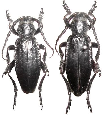 Dorcadion (Carinatodorcadion) carinatum