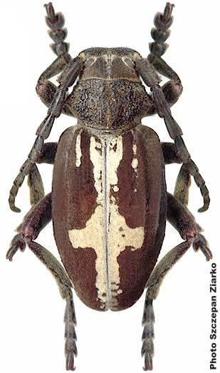 Dorcadion (Cribridorcadion) equestre