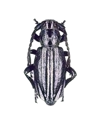 Dorcadion (Iberodorcadion) perezi hispanicum