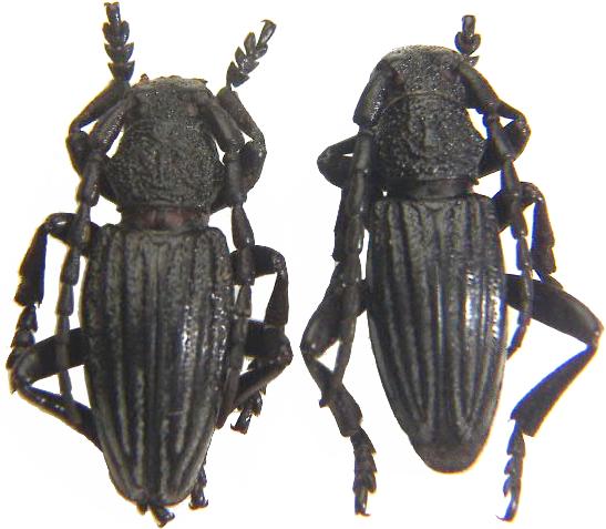 Dorcadion (Iberodorcadion) seoanei kricheldorffi