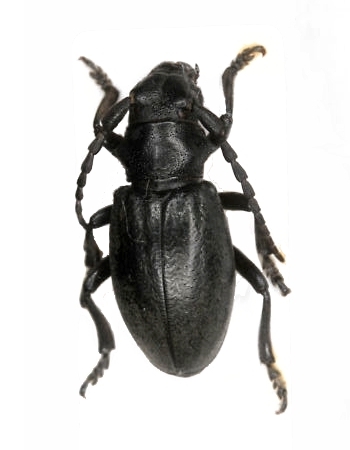 Dorcadion (Iberodorcadion) marmottani 