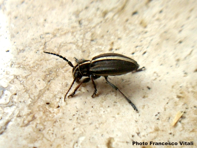 Dorcadion (Cribridorcadion) murrayi