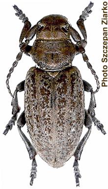 Dorcadion (Iberodorcadion) mus