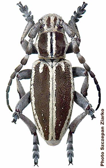 Dorcadion (Iberodorcadion) molitor navasi