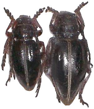 Dorcadion (Cribridorcadion) pedestre