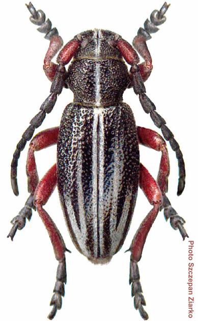 Dorcadion (Cribridorcadion) regulare