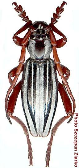 Dorcadion (Politodorcadion) ribbei