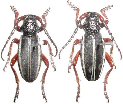 Dorcadion (Cribridorcadion) scabricolle