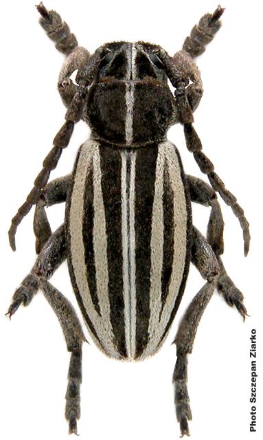 Dorcadion (Cribridorcadion) scopolii