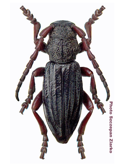 Dorcadion (Iberodorcadion) seoanei kricheldorffi