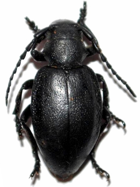 Dorcadion (Cribridorcadion) thessalicum 