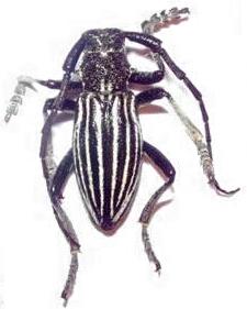 Eodorcadion quinquevittatum