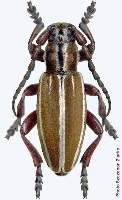 Dorcadion (Iberodorcadion) becerrae