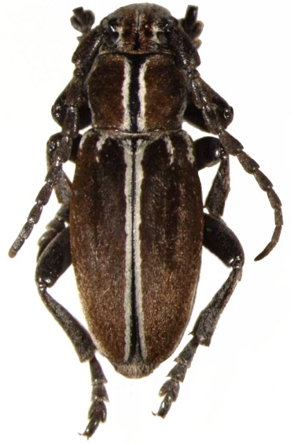 Dorcadion (Iberodorcadion) circumcinctum