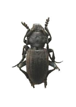 Dorcadion (Iberodorcadion) mucidum coelloi